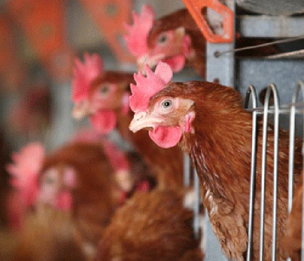UN agriculture agency warns of re-emergence of bird flu viruses